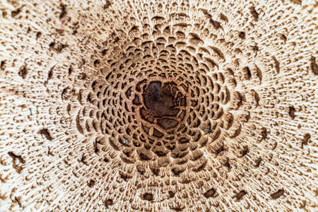 Beautiful parasol mushroom. Mushroom cap, multicolored umbrella. Type of mushroom champignon family. Top viewの写真素材