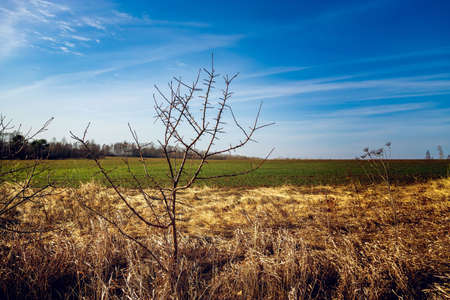 A dry tree lies in dry grass. Changing of the climate. Droughtの写真素材
