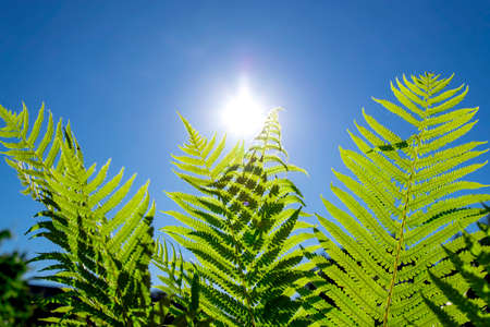 Green fern leaves on a sunny day against the blue skyの写真素材