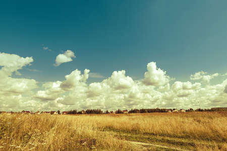 Grass in the field on a sunny summer day. Retro styleの写真素材