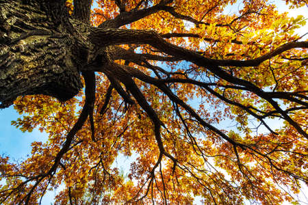 Oak tree with orange leaves. Bottom view of the tree crown. Concept of autumn, autumn background.の写真素材