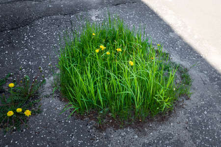 The green grass grows through the asphaltの写真素材