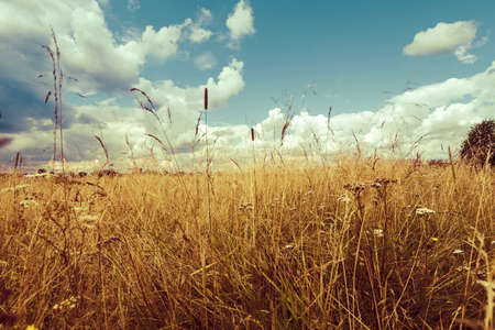 Grass in the field on a sunny summer day. Retro styleの写真素材