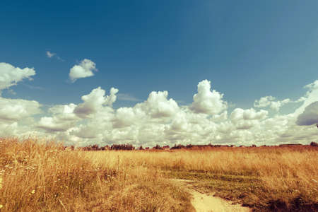 Grass in the field on a sunny summer day. Retro styleの写真素材