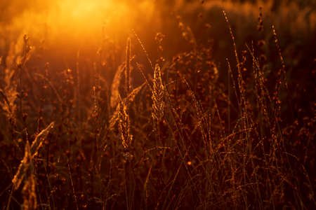 Dry grass at sunset. Golden summer sunset. Selective focusの写真素材