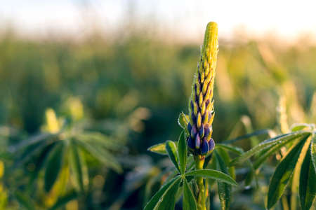 Young lupine flower growing in the fieldの写真素材