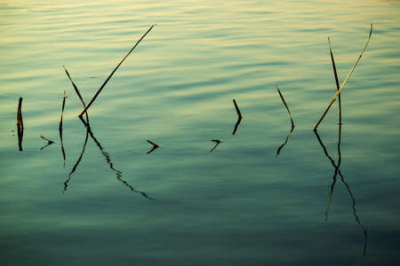 Reflection of grass in the lake. Close up. Retro style photoの写真素材