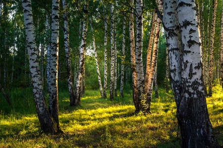 Birch grove in summer at sunset on a sunny summer eveningの写真素材