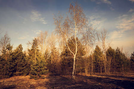 Retro photo of autumn forest. Autumn or spring forestの写真素材