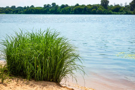 Bush of green grass by the river on a sunny dayの写真素材