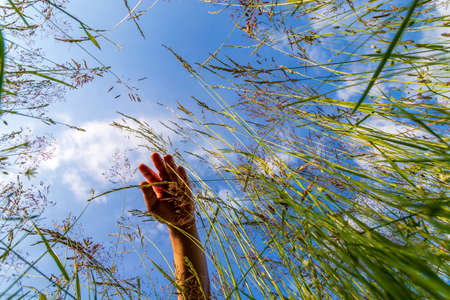 Hand touching green grass in meadows against blue sky. Bottom viewの写真素材