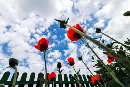 Bottom view of poppy flowers and a fence in the garden on a summer dayの写真素材