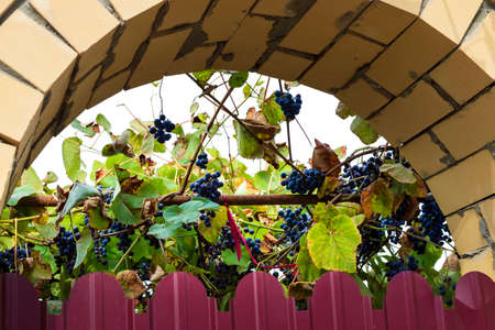 Black grapes growing behind the fenceの写真素材