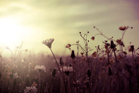 Morning summer or spring. Beautiful wildflowers with dew drops at dawn, light blur, selective focus. Shallow depth of fieldの写真素材