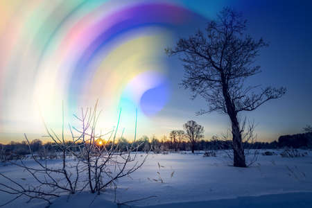 Mystical and Fantastic Winter Forest. Artistic style post processed photoの写真素材