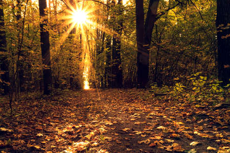 Autumn golden forest. Park recreation area. Autumn in Russiaの写真素材