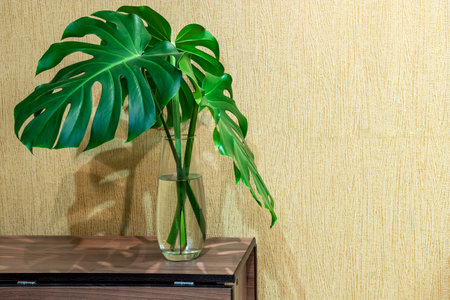Green Monstera plant leaves stand on table in glass vase on yellow wall backgroundの写真素材