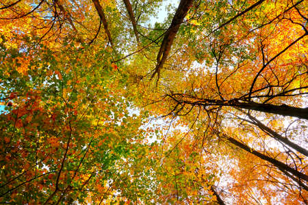 Beautiful natural autumn landscape with a view from the bottom to the trunks and tops of trees with Golden bright orange autumn foliage.の写真素材