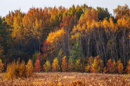 Autumn golden forest. Park recreation area. Autumn in Russiaの写真素材