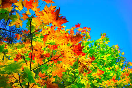 Autumn maple leaves against blue skyの写真素材