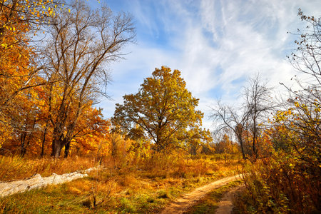 Autumn golden forest. Park recreation area. Autumn in Russiaの写真素材