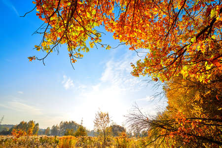 Autumn golden forest. Park recreation area. Autumn in Russiaの写真素材