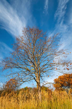 A tree without leaves against a blue sky with clouds on a sunny autumn dayの写真素材
