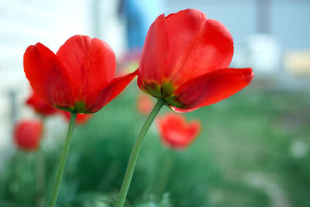 Red tulips in the garden. Summer flowersの写真素材