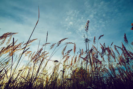 Summer grass on sunset and blue sky backgroundの写真素材