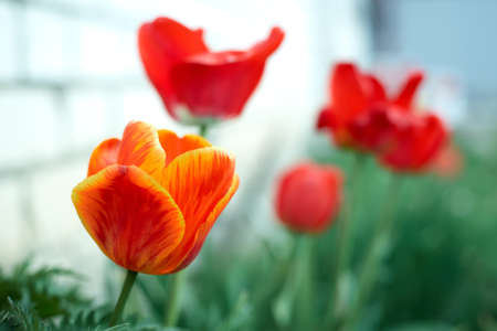 Red tulips in the garden. Summer flowers