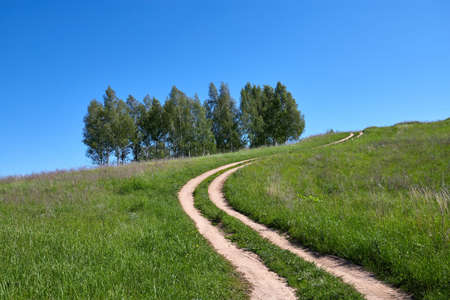 Birches grow on a hill. Road among green grass. Sunny summer dayの写真素材