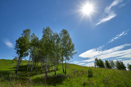 Birches grow on a hill. Sunny summer dayの写真素材