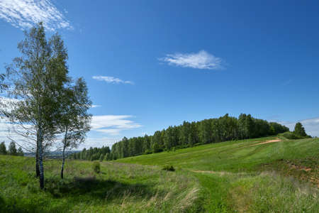 Birches grow on a hill. Sunny summer dayの写真素材