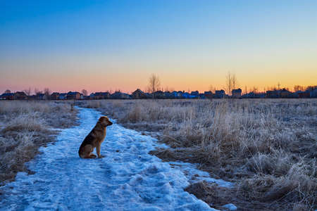 The dog sits on the snow and meets the spring sunriseの写真素材