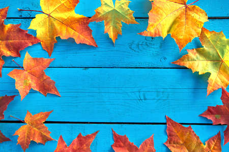 Autumn background with colorful fall maple leaves on blue rustic wooden table with place for text. Thanksgiving autumn holidays background concept. Frame with autumn leaves. Copy space. Top viewの写真素材