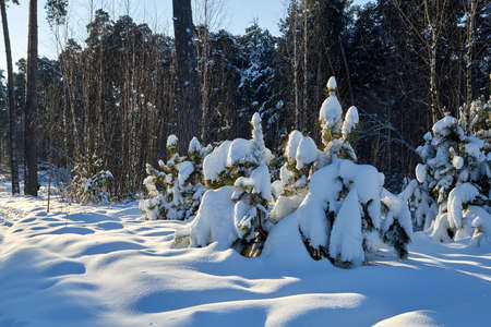 Landscape with winter forest and bright sunbeams. Sunrise, sunset in beautiful snowy forest. Winter pine forest in sunny frozen dayの写真素材