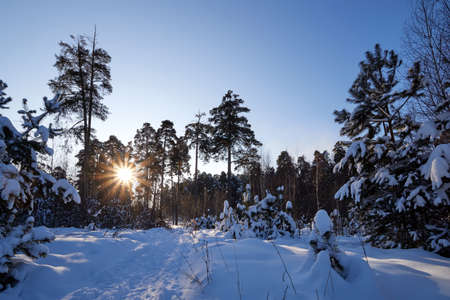 Landscape with winter forest and bright sunbeams. Sunrise, sunset in beautiful snowy forest. Winter pine forest in sunny frozen dayの写真素材
