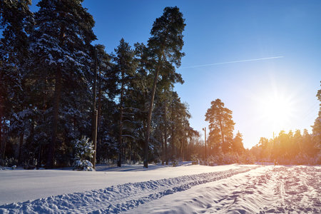 Winter pine forest in sunny day in Russiaの写真素材