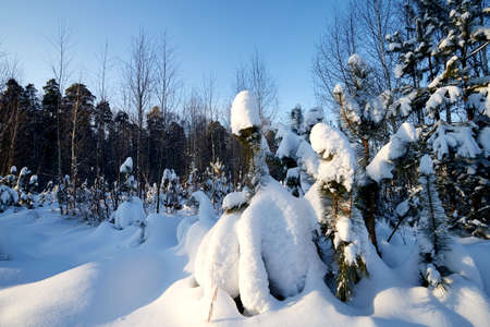 Landscape with winter forest and bright sunbeams. Sunrise, sunset in beautiful snowy forest. Winter pine forest in sunny frozen dayの写真素材