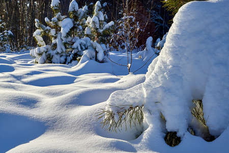 Young pines in the winter snowy forest in Russiaの写真素材