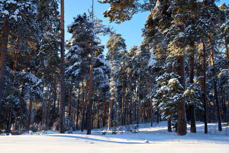 Landscape with winter forest and bright sunbeams. Sunrise, sunset in beautiful snowy forest. Winter pine forest in sunny frozen dayの写真素材