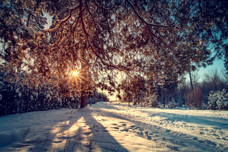 Landscape with winter forest and bright sunbeams. Sunrise, sunset in beautiful snowy forest. Winter pine forest in sunny frozen dayの写真素材