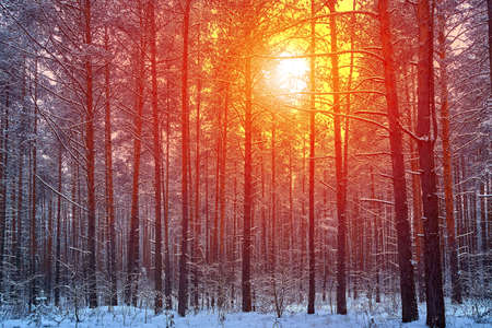 Mystic winter forest in russia. Concept of winter holidays and New Year holidaysの写真素材