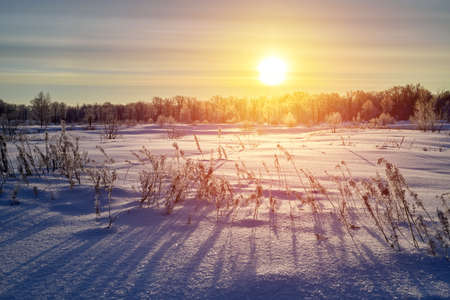Dry grass against cold winter sunriseの写真素材