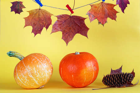 Pumpkin and autumn leaves on yellow backgroundの写真素材