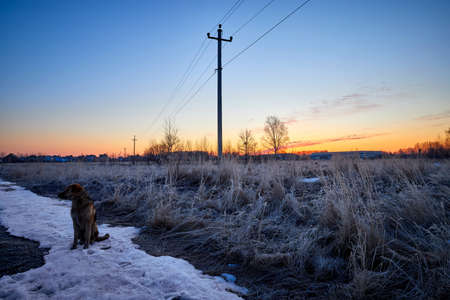 The dog sits on the snow and meets the spring sunriseの写真素材