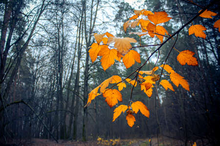 Yellow autumn leaves on the background of the forest