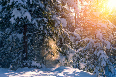 Winter pine forest in sunny day in Russiaの写真素材