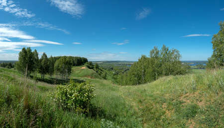 Birches grow on a hill. Sunny summer dayの写真素材