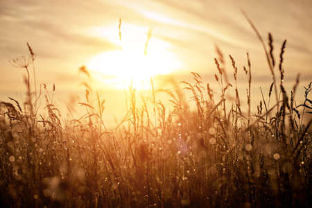 Summer landscape with flower meadow and grass in the sky on sunrise. Summer morningの写真素材